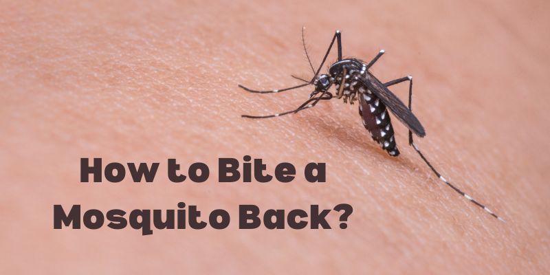 How to Bite a Mosquito Back